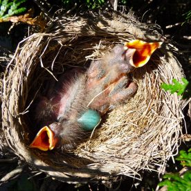 American Robin young in nest