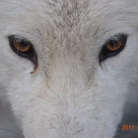 Arctic Fox