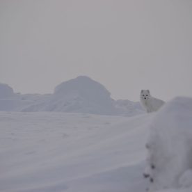 Arctic Fox