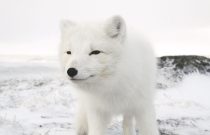 Arctic Fox