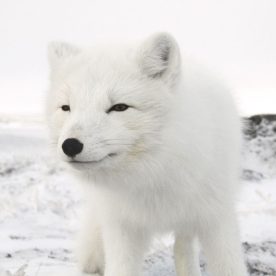 Arctic Fox