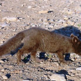Arctic Fox