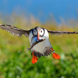 Atlantic Puffin