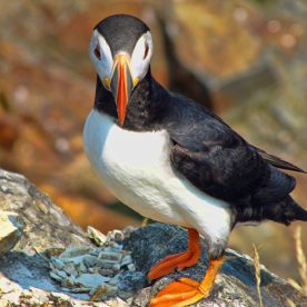 Atlantic Puffin