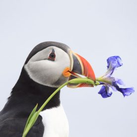 Atlantic Puffin