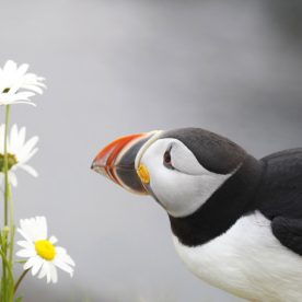 Atlantic Puffin
