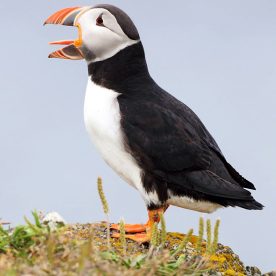 Atlantic Puffin