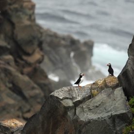 Atlantic Puffin