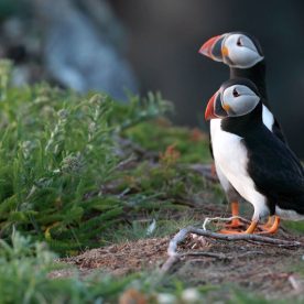 Atlantic Puffin