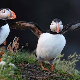 Atlantic Puffin