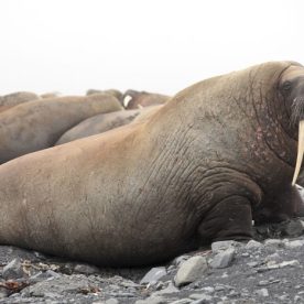 Atlantic walrus