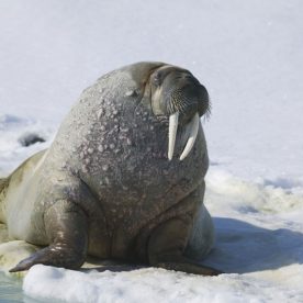 Atlantic walrus
