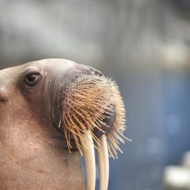 Atlantic walrus