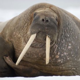 Atlantic walrus