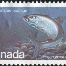 Atlantic whitefish