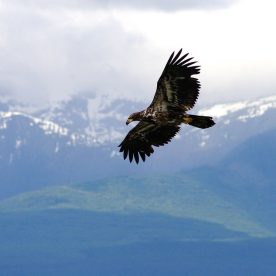 Bald Eagle