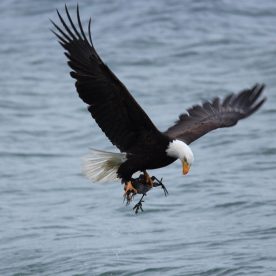 Bald Eagle