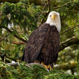 Bald Eagle