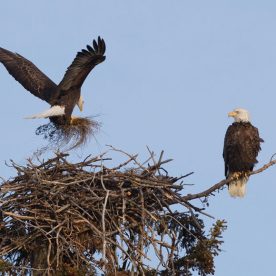 Bald Eagle