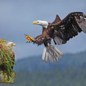 Bald Eagle