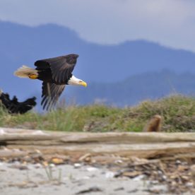Bald Eagle