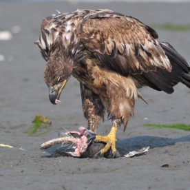Bald Eagle