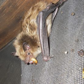 Big Brown Bat