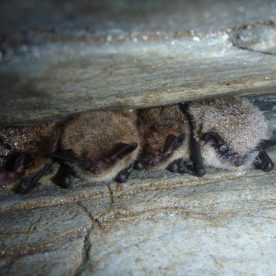 Eastern Long-eared Bat