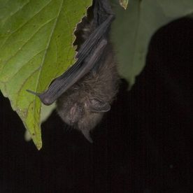 Eastern Pipistrelle