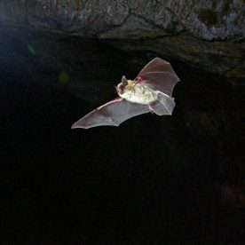 Eastern Small-footed Bat