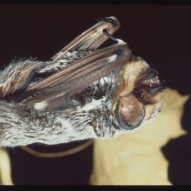 Hoary Bat