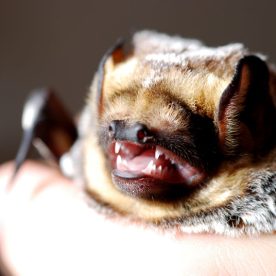 Hoary Bat