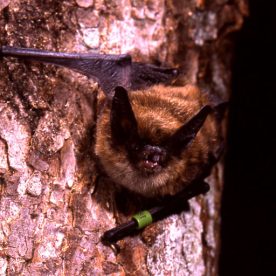 Keen's Long-eared Bat