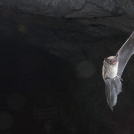 Little Brown Bat