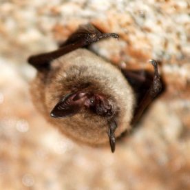 Little Brown Bat