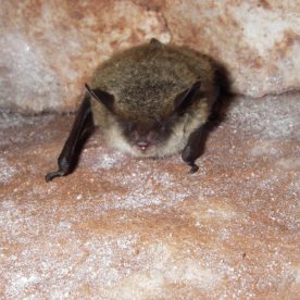 Little Brown Bat