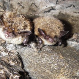 Little Brown Bat
