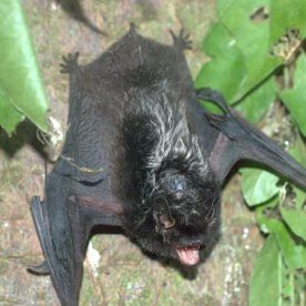 Silver-haired Bat