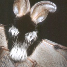 Spotted Bat
