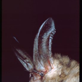 Townsend's Big-eared Bat
