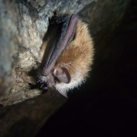 Tricolored Bat