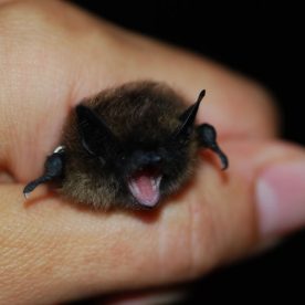 Western Small-footed Bat