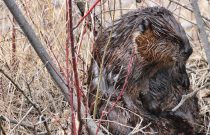 Beaver