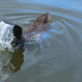 Beaver