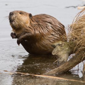 Beaver