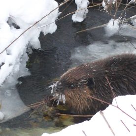 Beaver