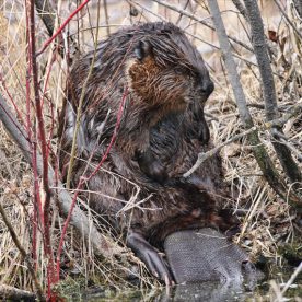 Beaver