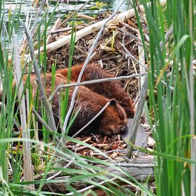 Beaver