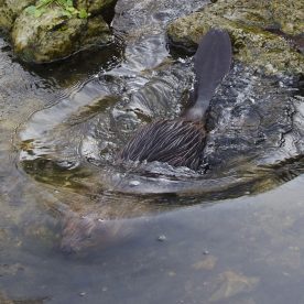 Beaver
