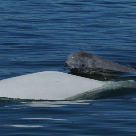 Beluga and calf
